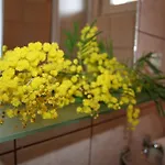 아파트 Mise 트로기르